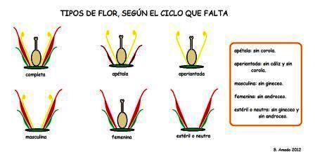 Tipos de flor según el ciclo que falta